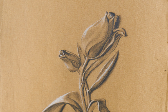1904 Tulpe 47x32